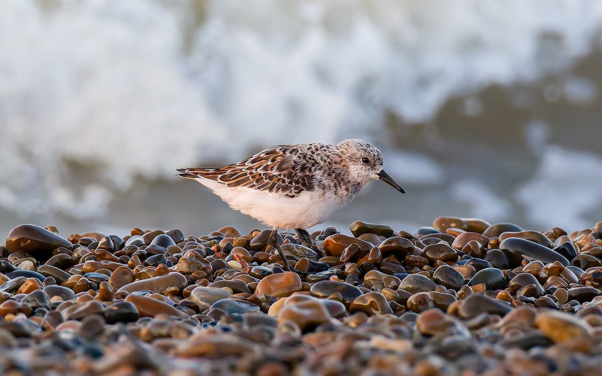 Sanderling - Peter Kennerley