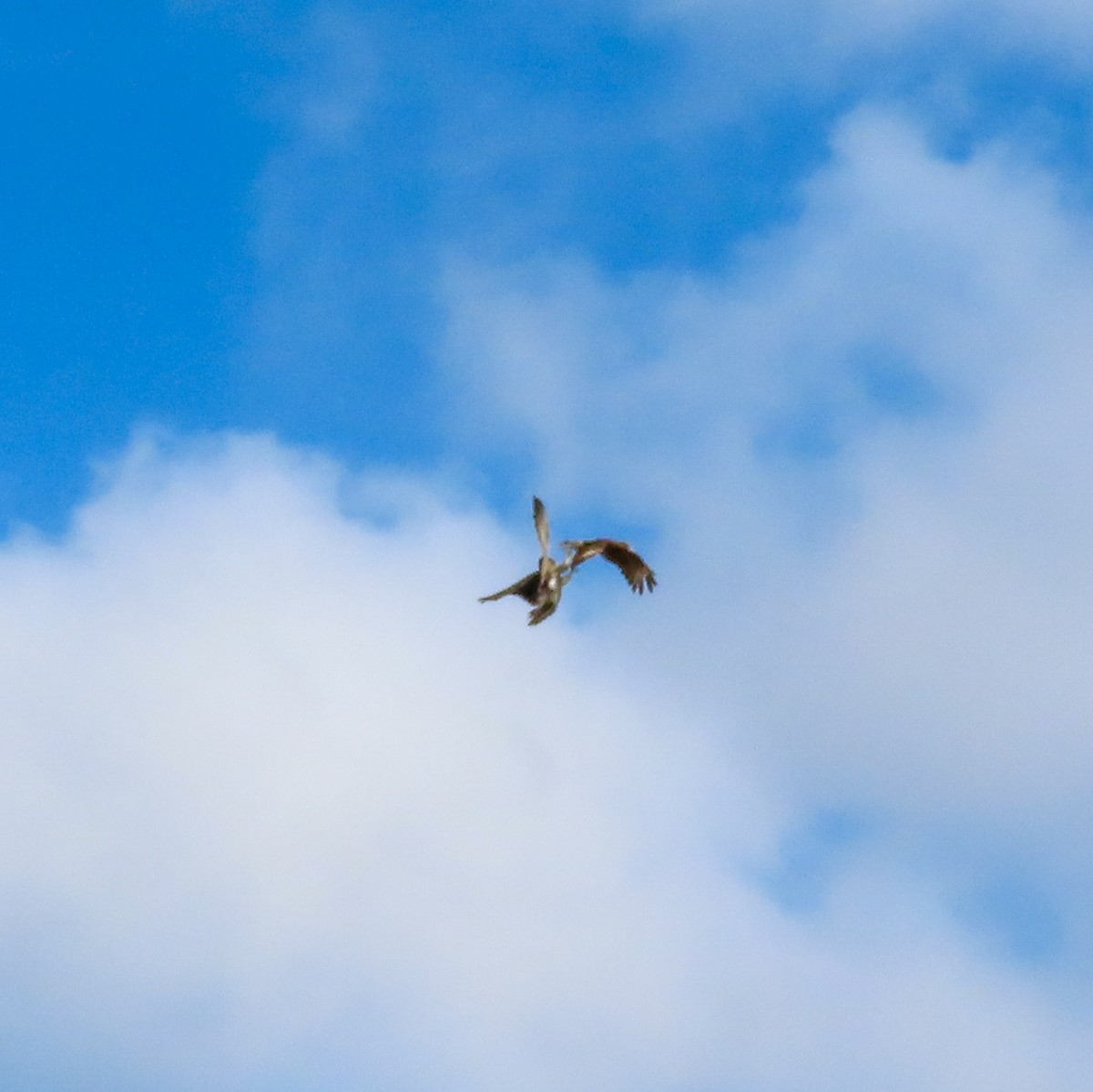 Peregrine Falcon - Israel Toloza Pérez