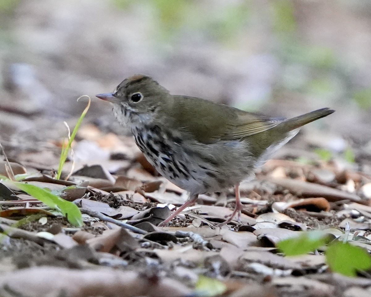 Ovenbird - Gloria Markiewicz