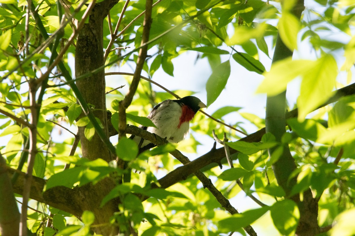 Rose-breasted Grosbeak - Jack Sullivan