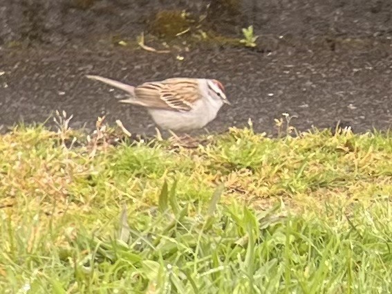 Chipping Sparrow - Jayson D