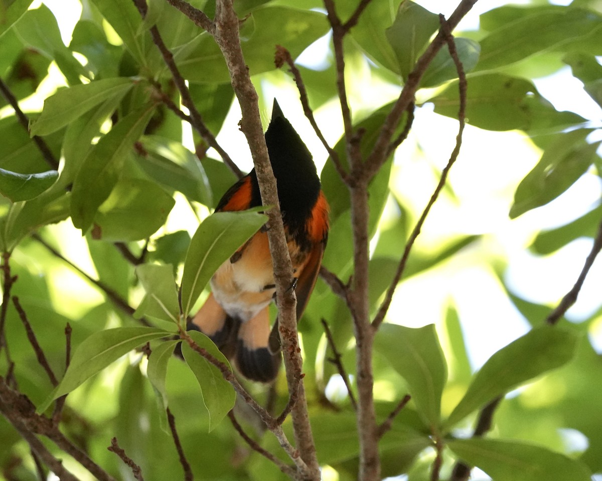 American Redstart - Gloria Markiewicz