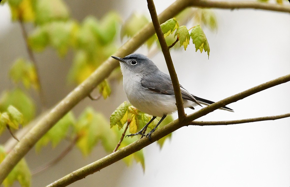 Blue-gray Gnatcatcher - Rachel  Adler