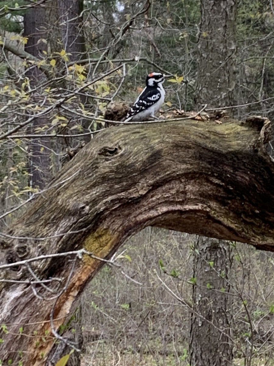 Hairy Woodpecker - Richard Pathak