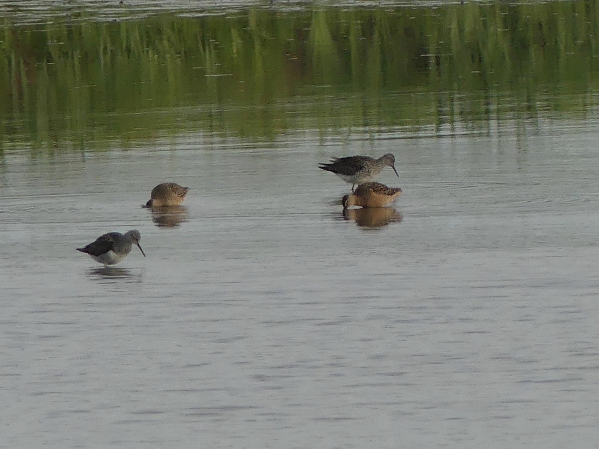 Long-billed Dowitcher - ML618153232