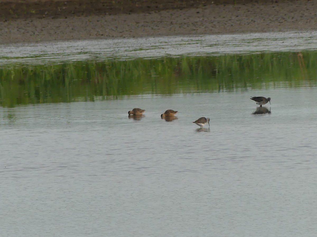 Long-billed Dowitcher - ML618153235