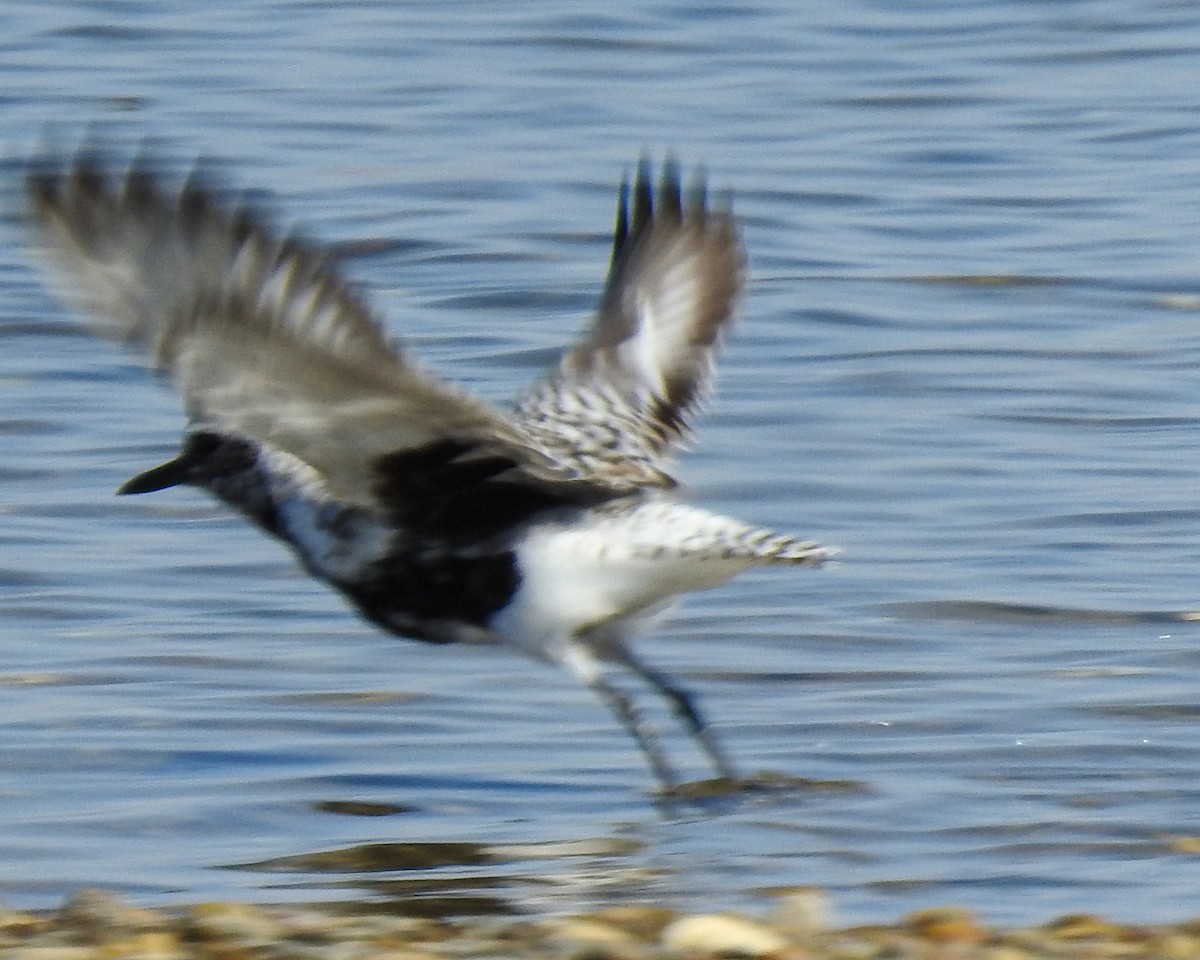 Black-bellied Plover - Betsy McCully