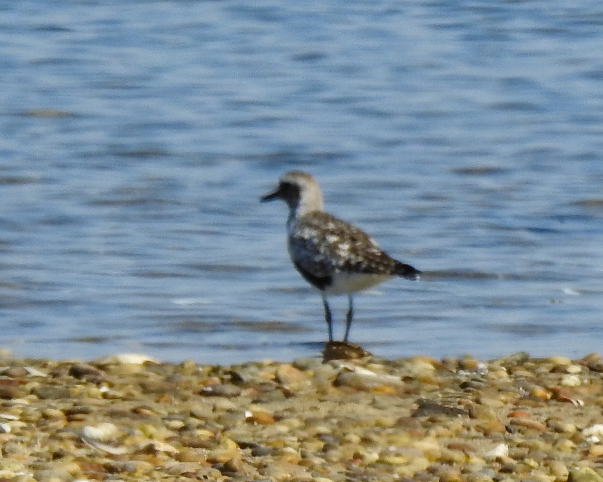 Black-bellied Plover - Betsy McCully