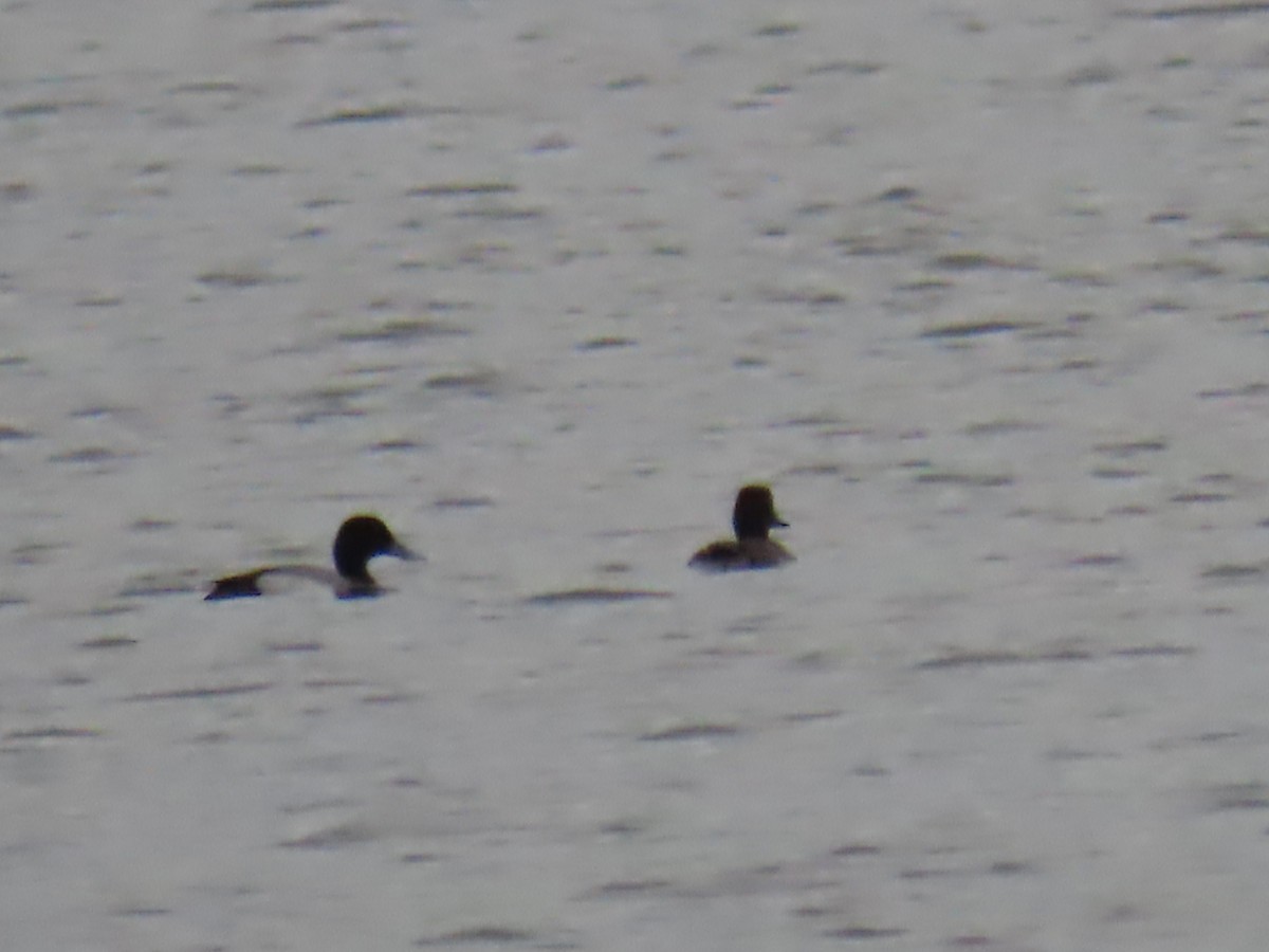 Lesser Scaup - Elizabeth Ferber