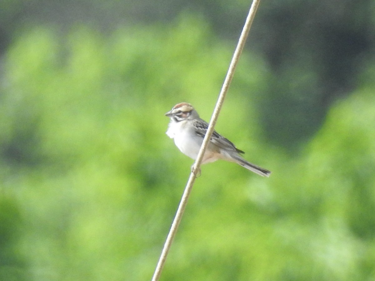 Lark Sparrow - ML618153255