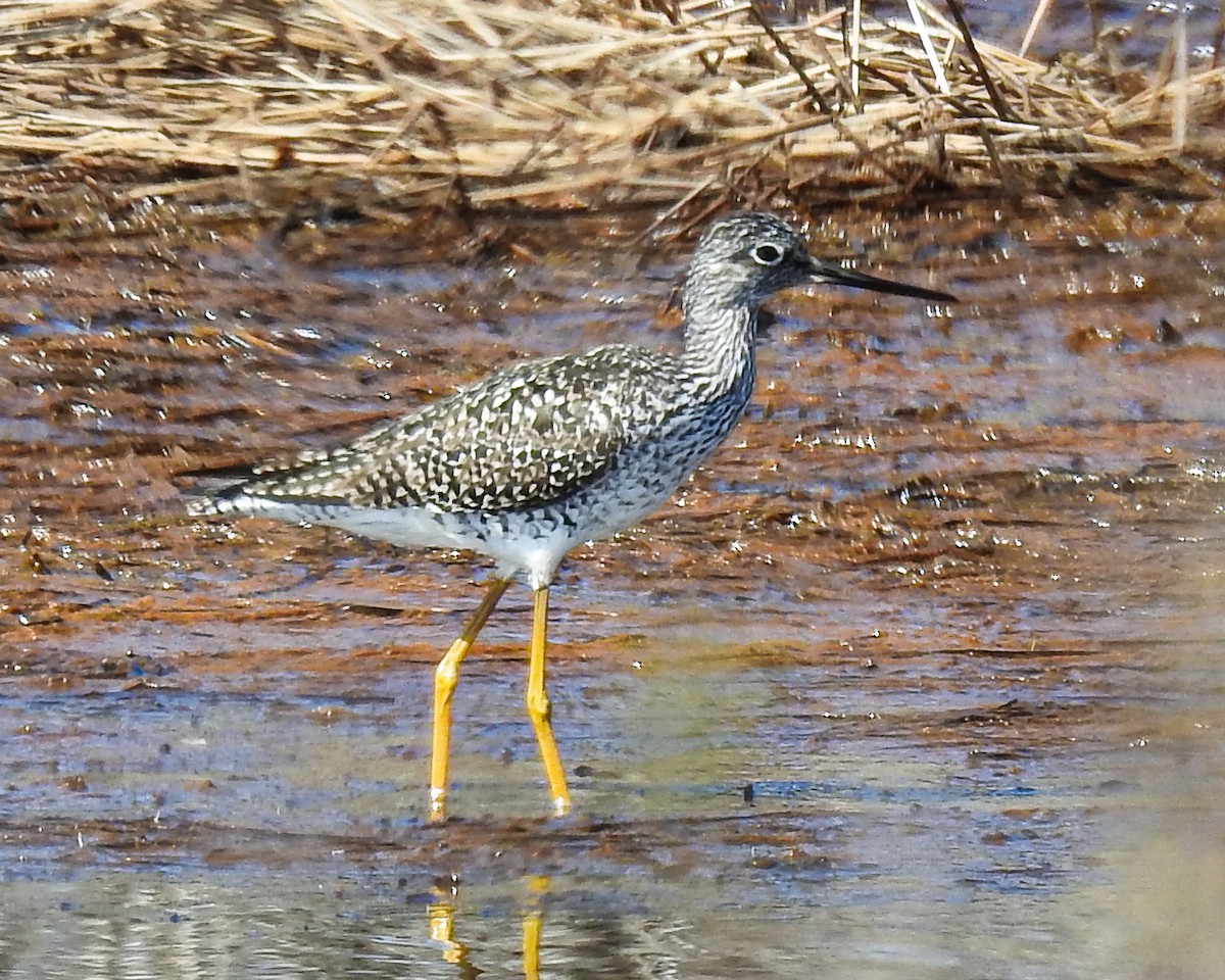 Greater Yellowlegs - ML618153256