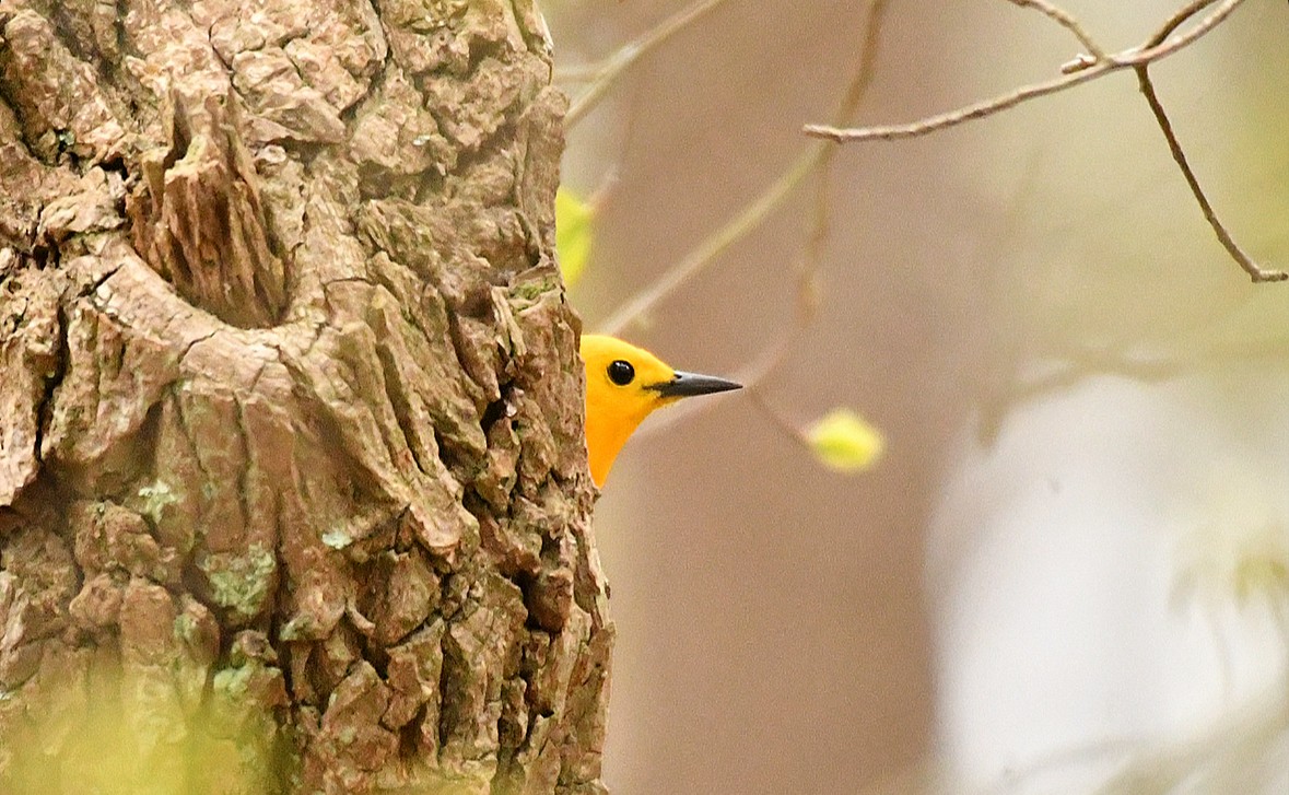 Prothonotary Warbler - Rachel  Adler