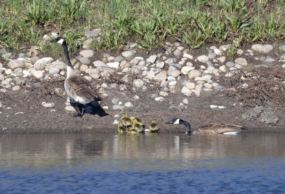 Canada Goose - Carl & Judi Manning