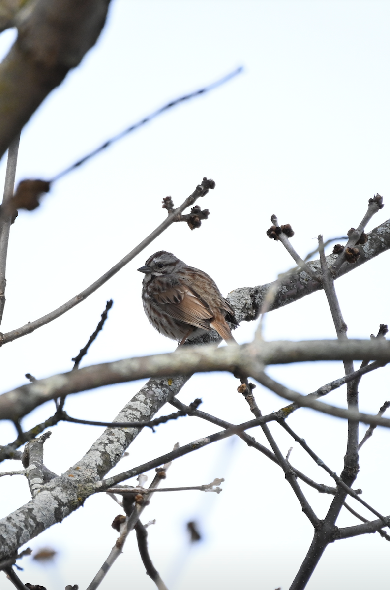 Song Sparrow - Sylvie Rioux