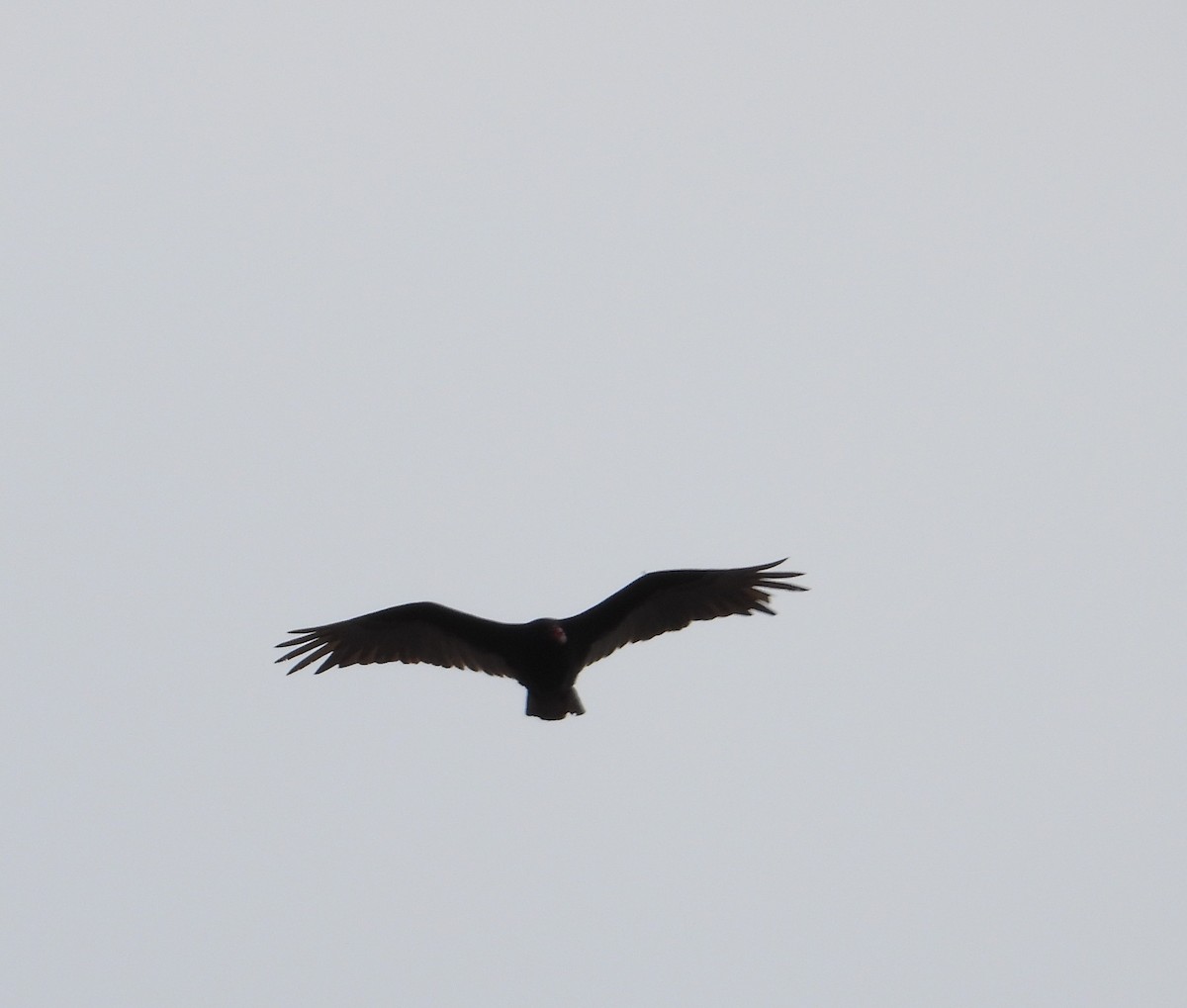 Turkey Vulture - Chantal Côté