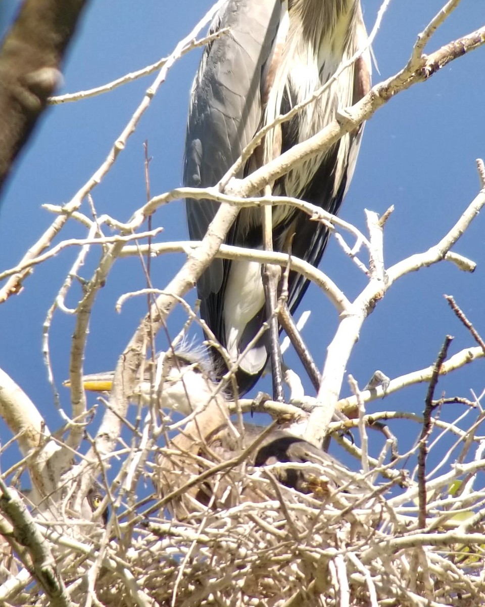 Great Blue Heron - Craig Felts