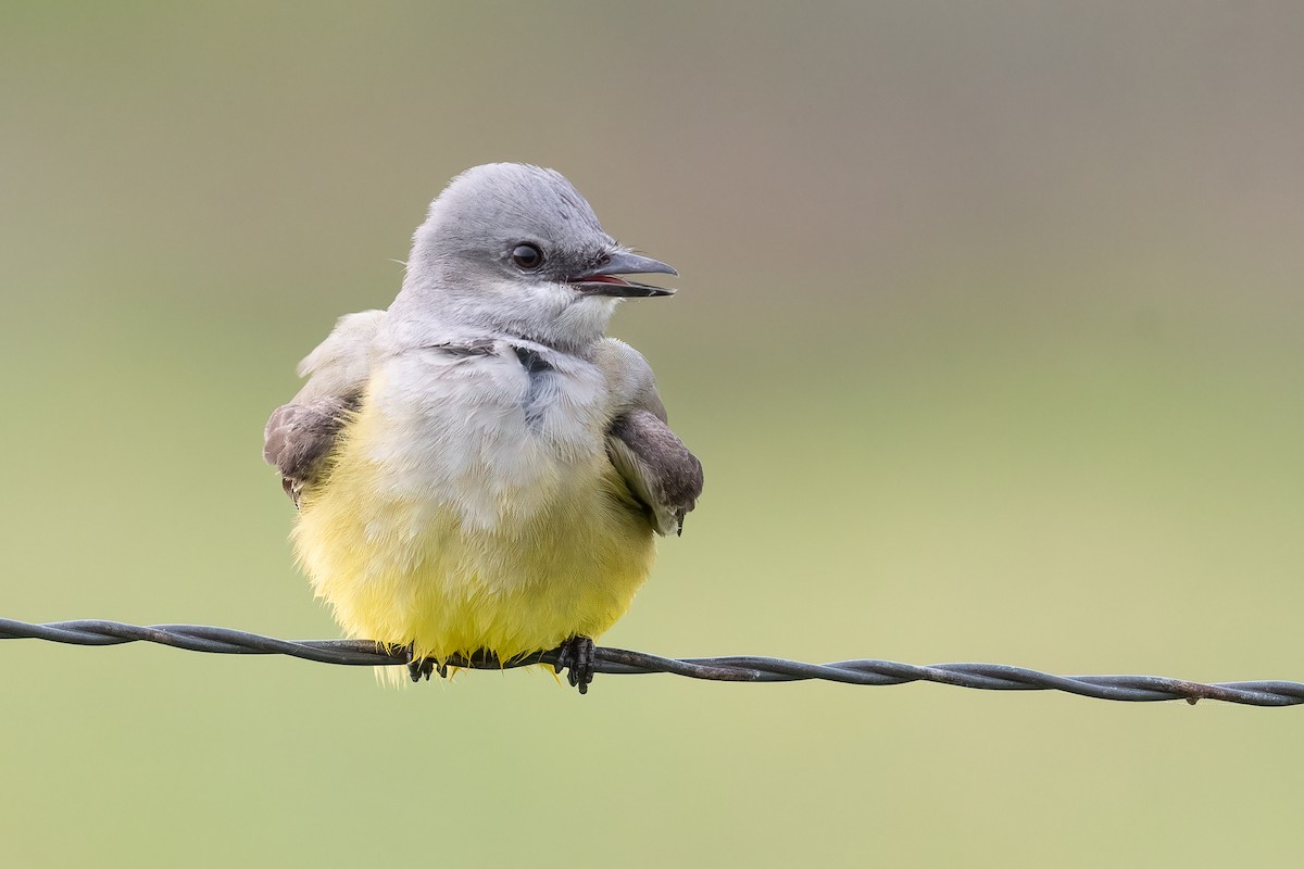 Western Kingbird - ML618153383