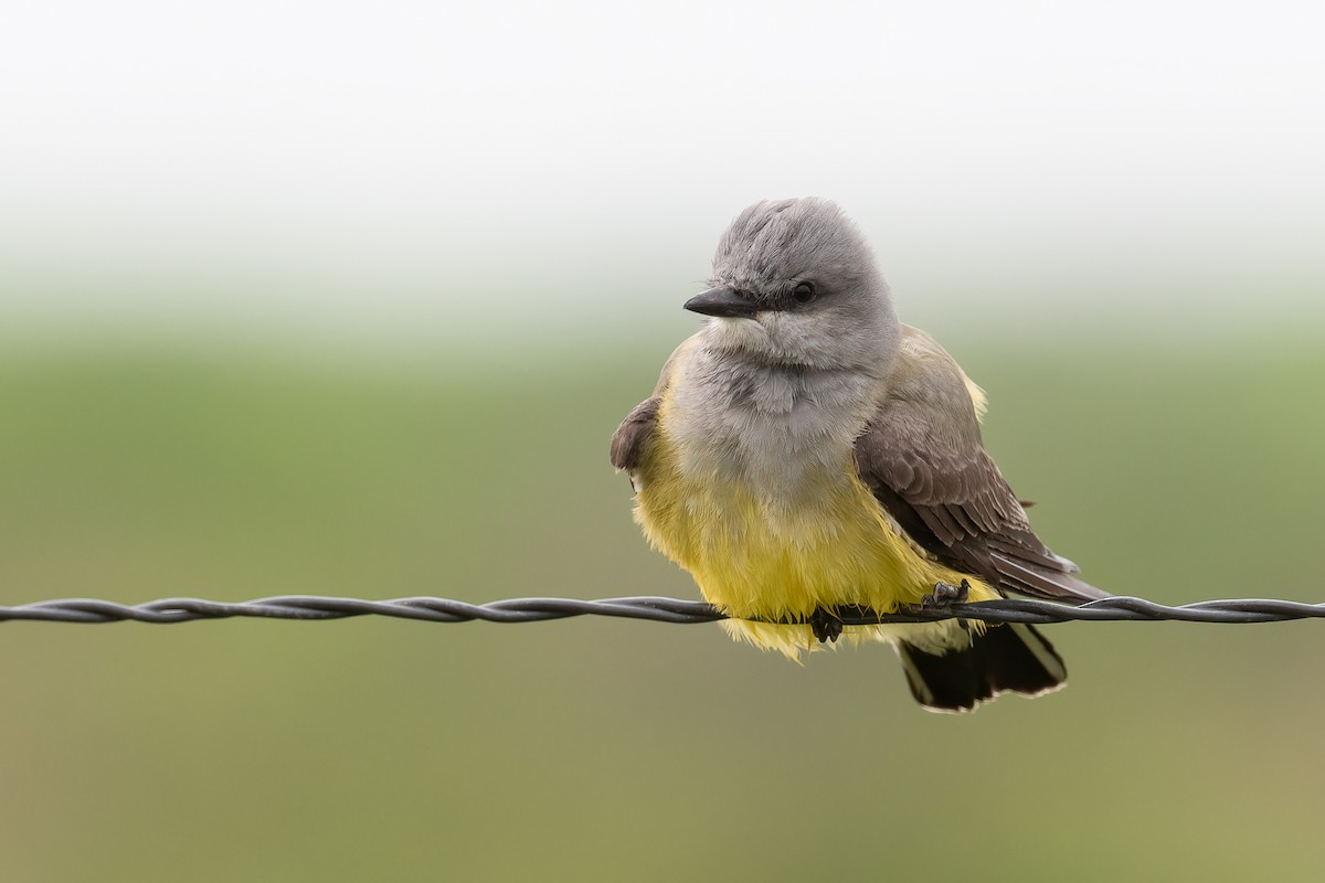 Western Kingbird - ML618153385