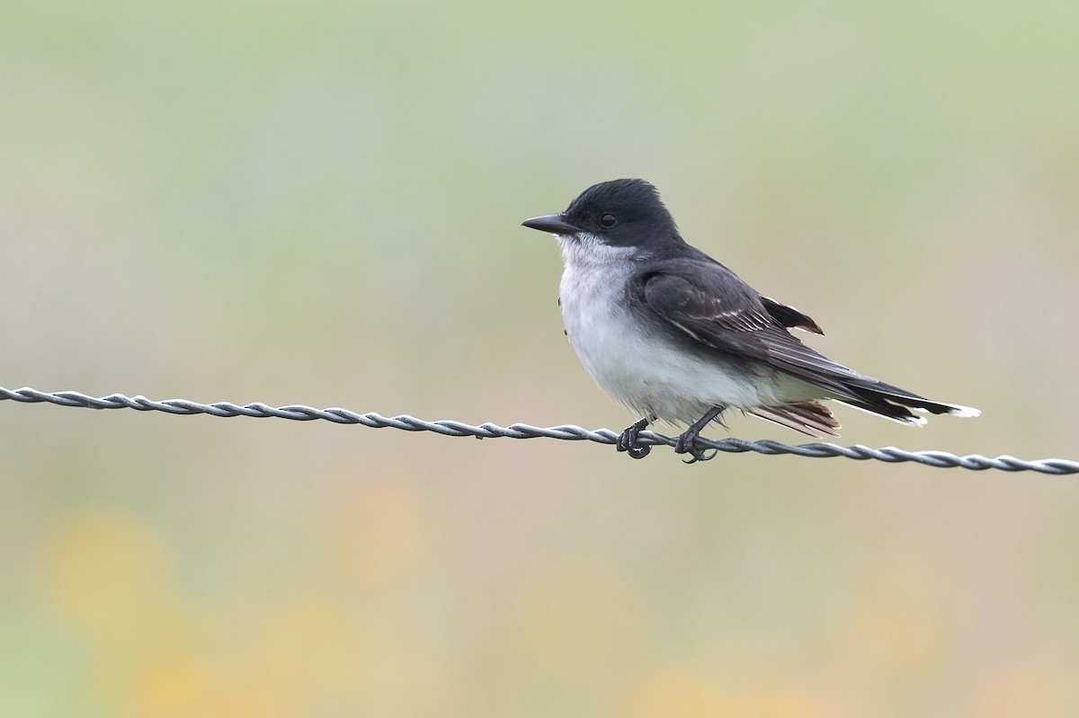 Eastern Kingbird - ML618153388