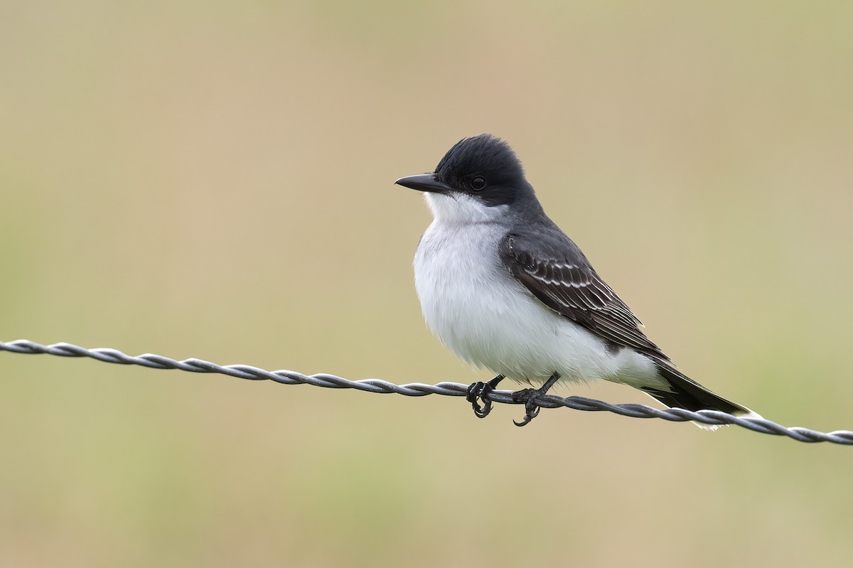 Eastern Kingbird - Eric Ripma