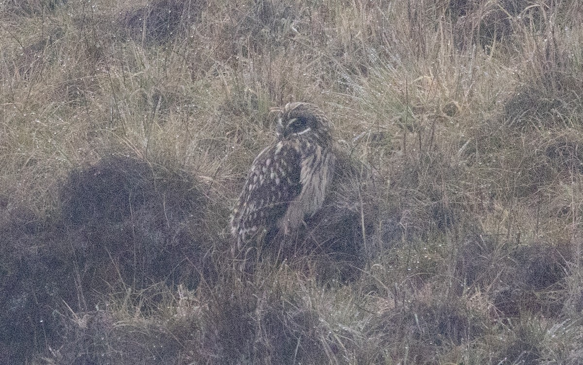 Short-eared Owl - Jeffrey Anderson