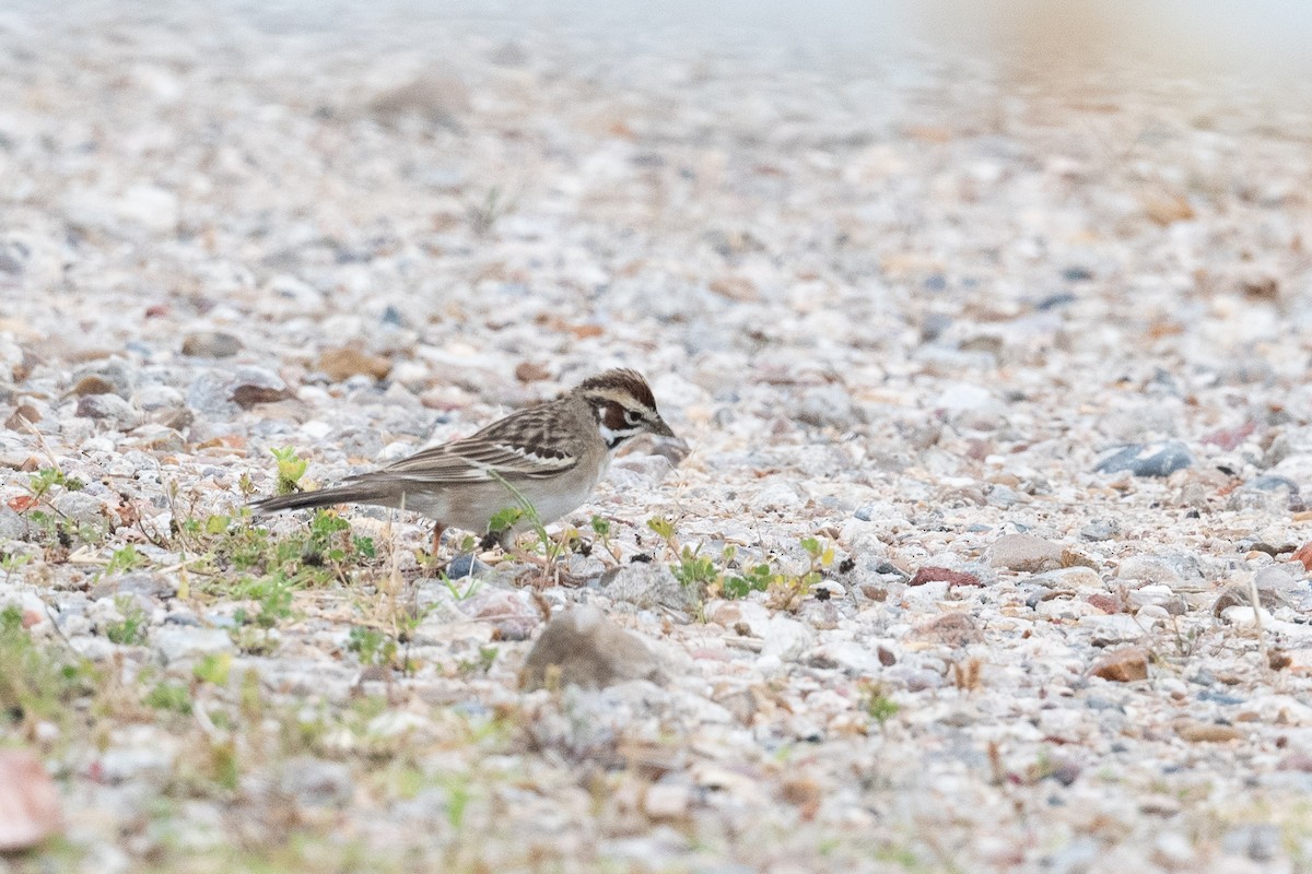 Lark Sparrow - ML618153392