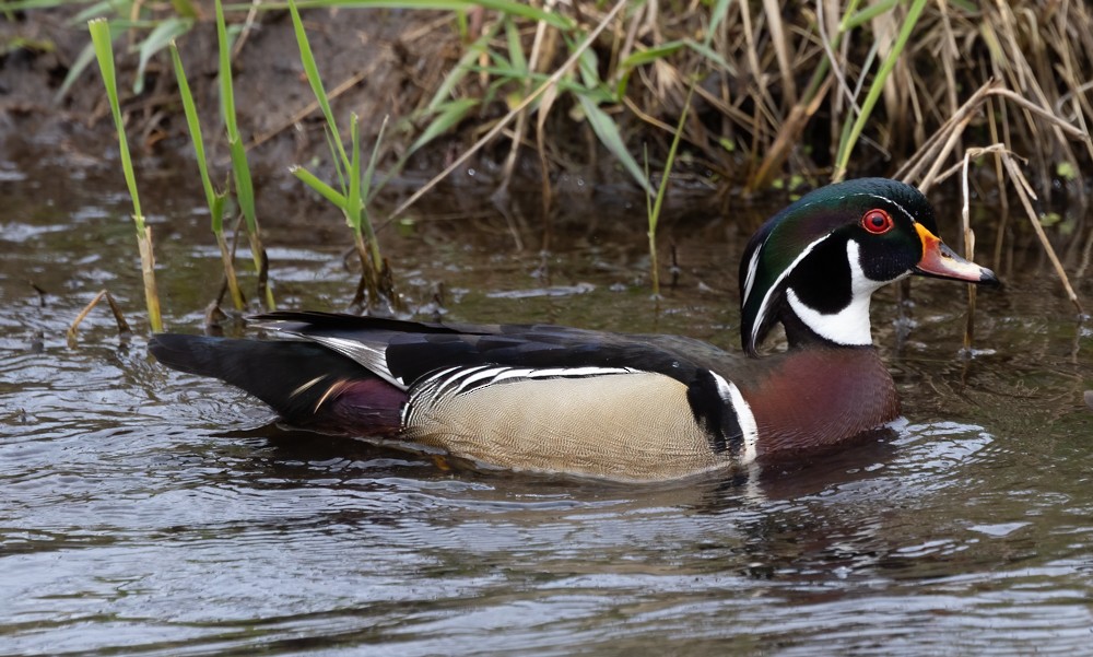 Wood Duck - ML618153395