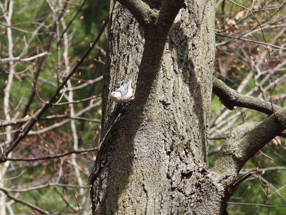 White-breasted Nuthatch - Chantal Côté