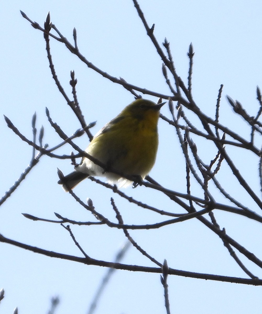 Pine Warbler - Chantal Côté