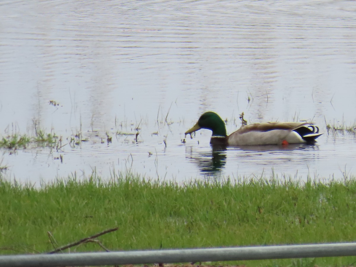 Mallard - Elizabeth Ferber