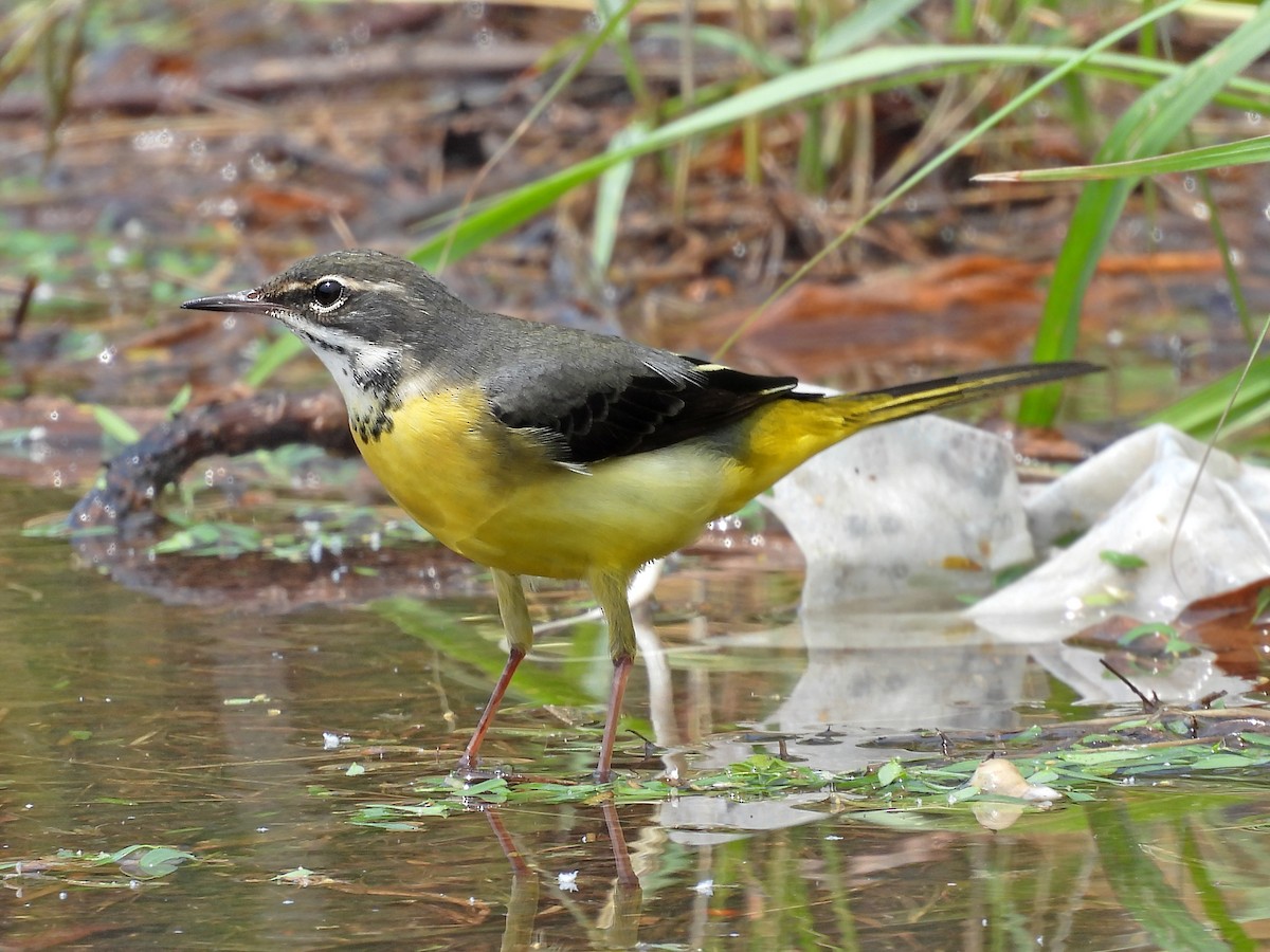 Gray Wagtail - ML618153450