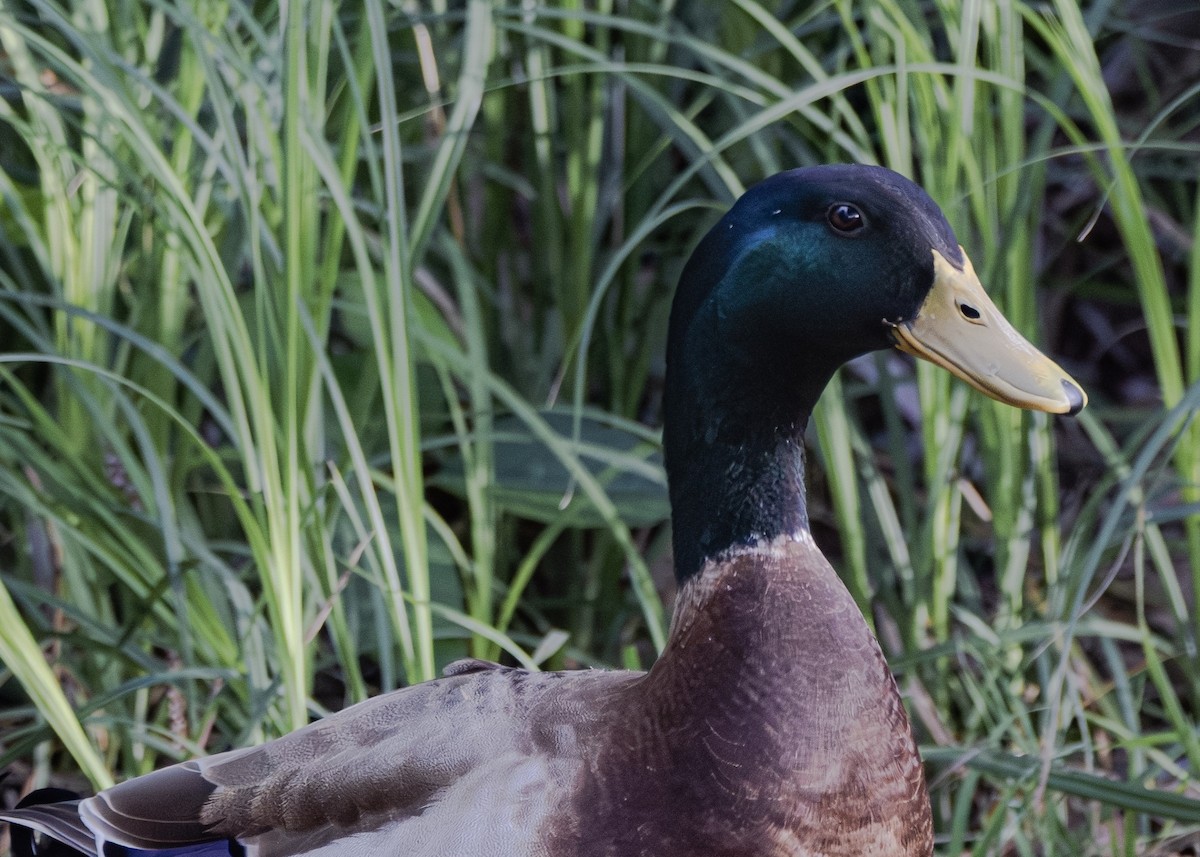 Mallard - Michael Gilbert