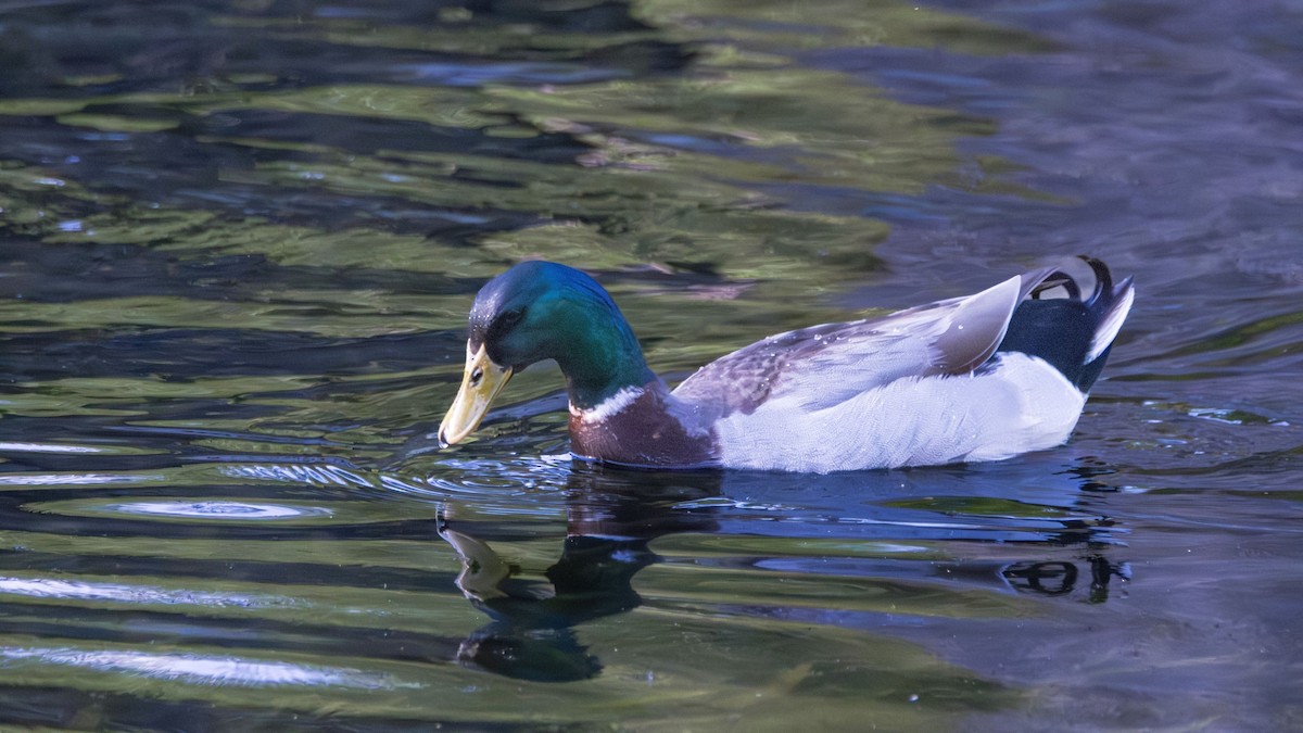 Mallard - Michael Gilbert