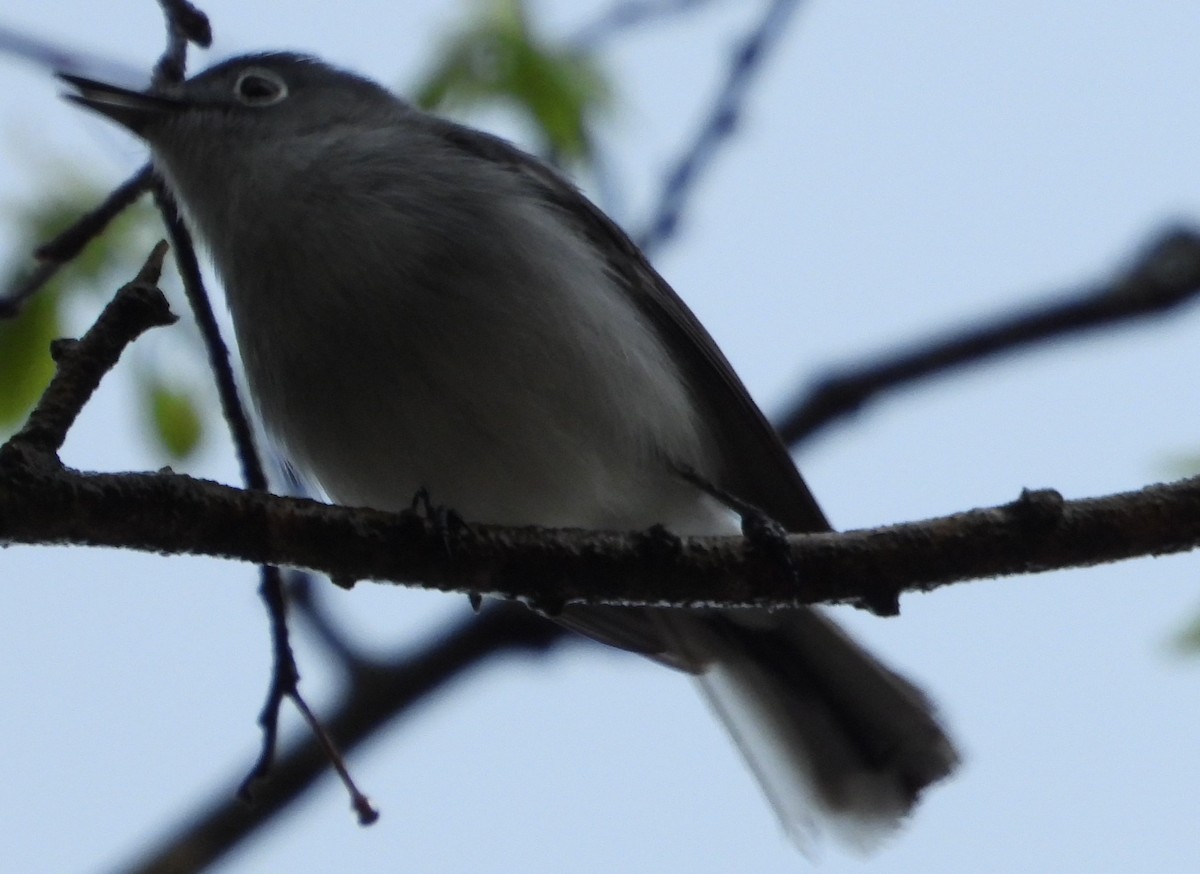 Blue-gray Gnatcatcher - Brent Daggett