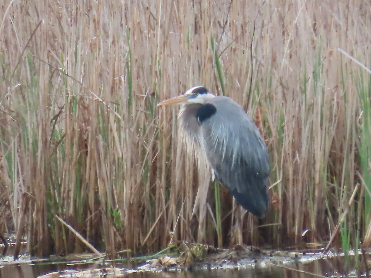 Great Blue Heron - Elizabeth Ferber