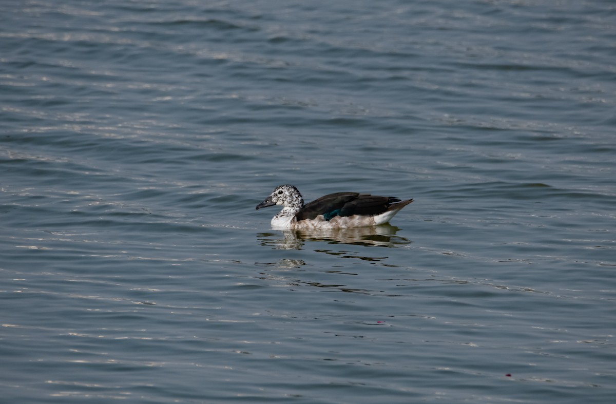 Canard à bosse - ML618153488