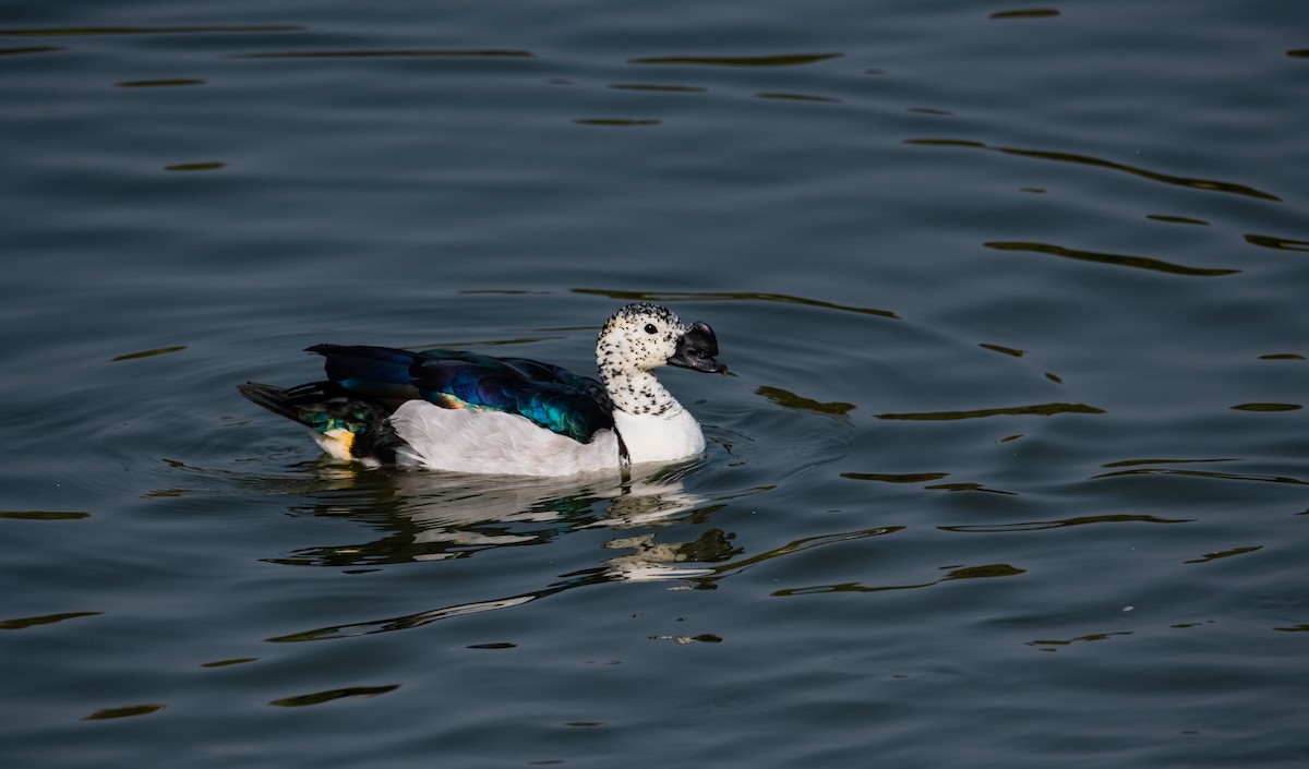 Knob-billed Duck - ML618153489