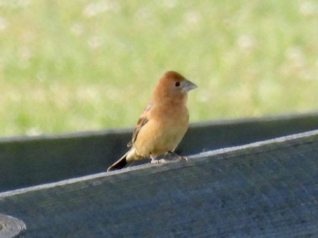 Blue Grosbeak - Kelly Burke