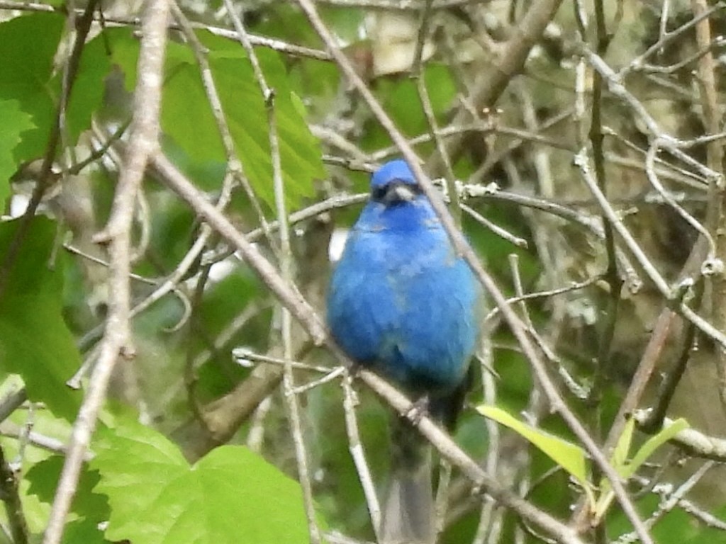 Indigo Bunting - Kelly Burke