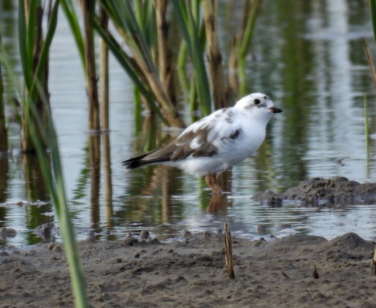 Semipalmated Plover - Alejandra Pons