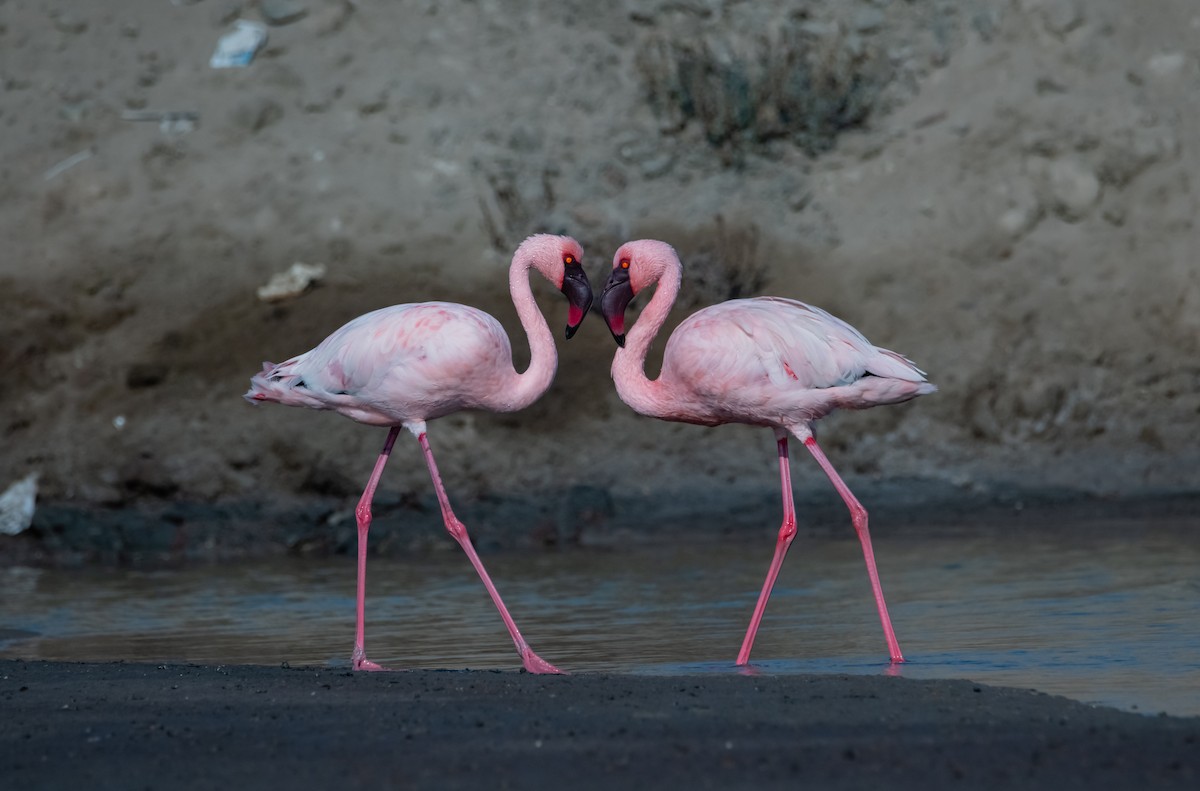 Lesser Flamingo - Arun Raghuraman