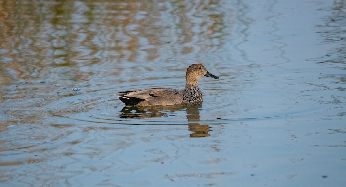 Gadwall - Arun Raghuraman