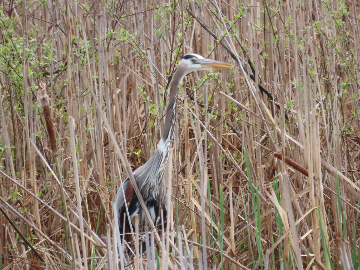 Great Blue Heron - Elizabeth Ferber