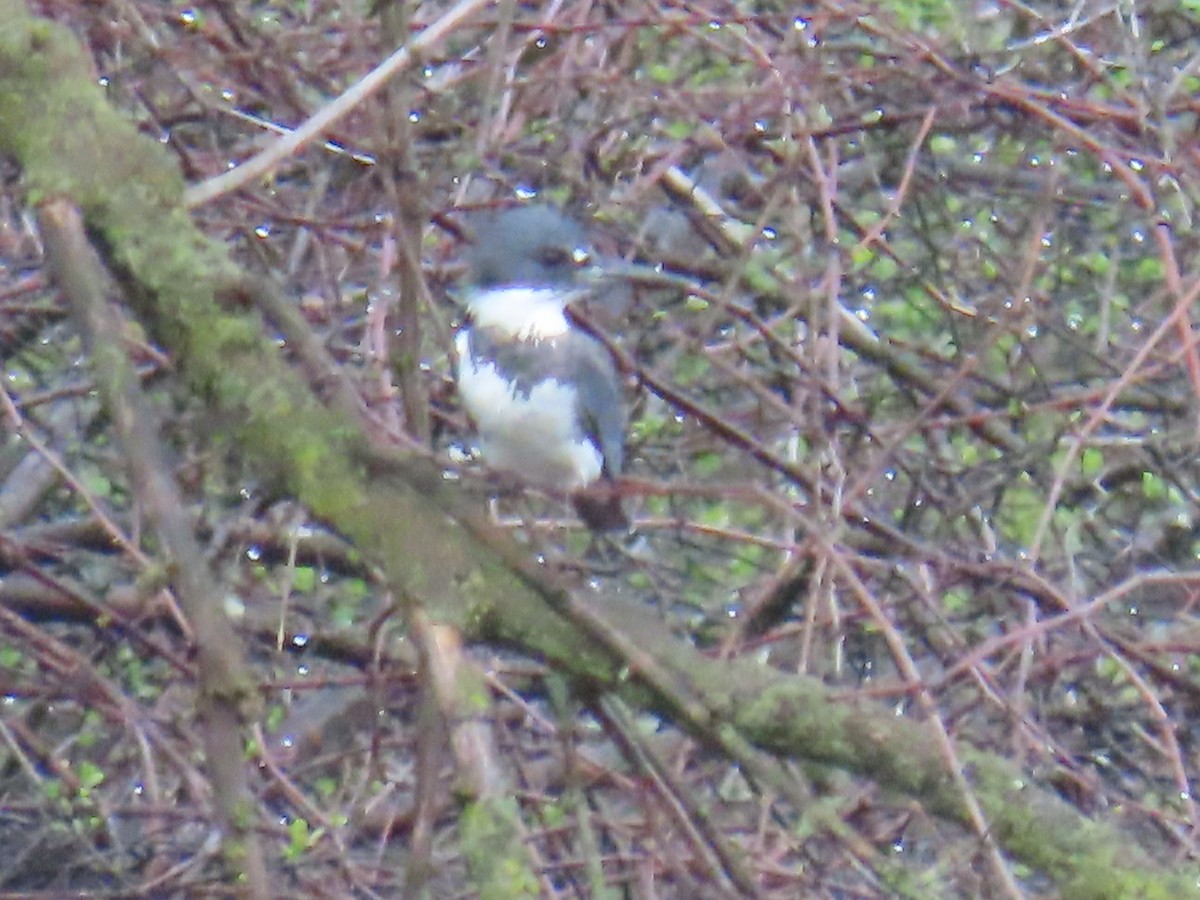 Belted Kingfisher - ML618153517