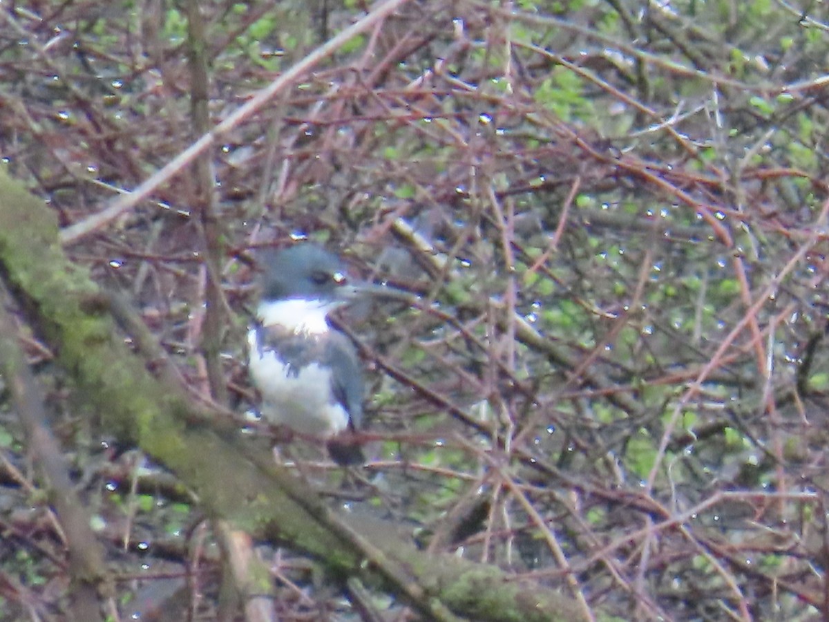 Belted Kingfisher - ML618153520