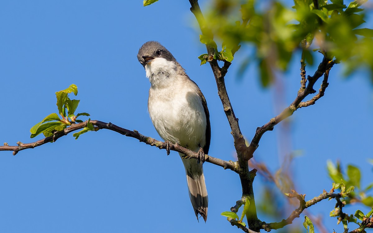 Lesser Whitethroat - Peter Kennerley