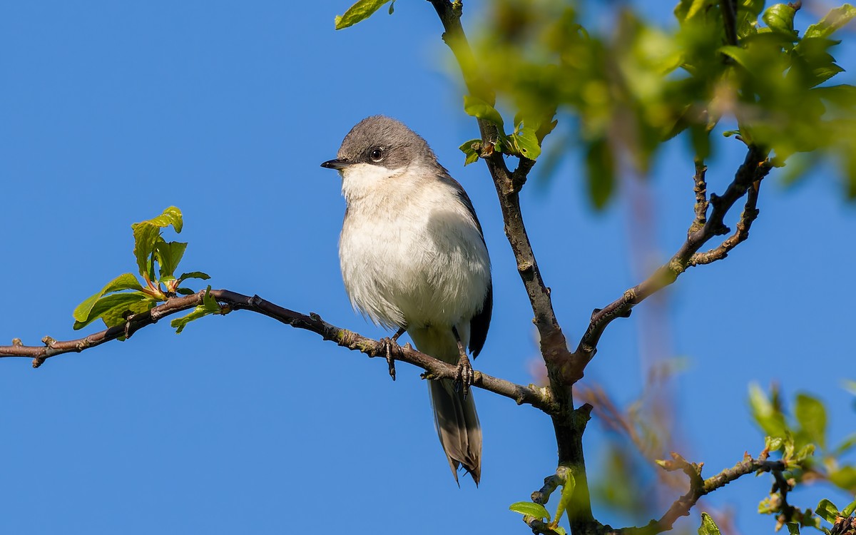 Lesser Whitethroat - Peter Kennerley