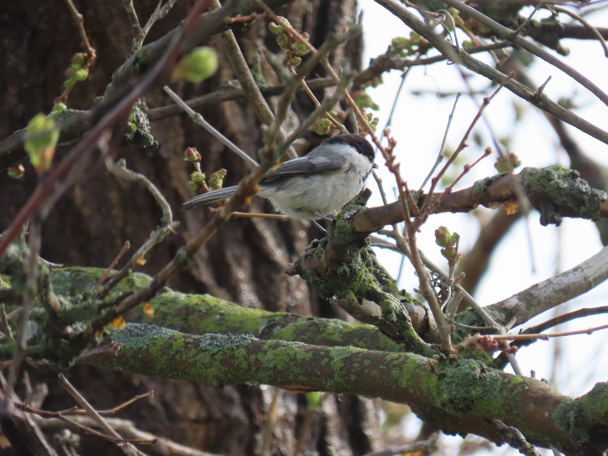 Black-capped Chickadee - Elizabeth Ferber