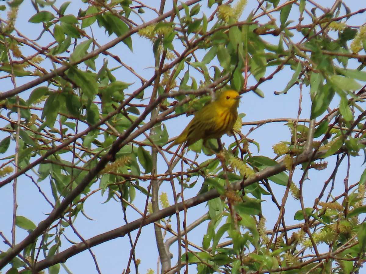 Yellow Warbler - Elizabeth Ferber