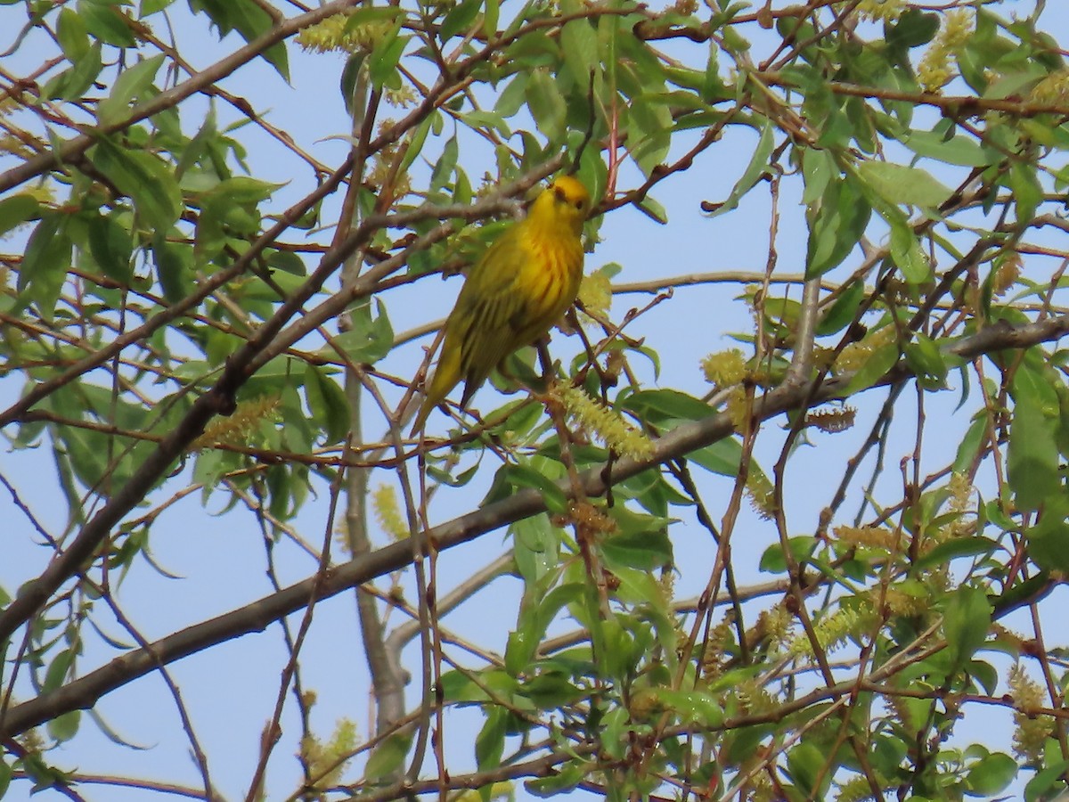 Yellow Warbler - ML618153547